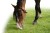 Fredzle-przeciw-owadom-QHP-Anti-fly-fringe-extra.jpg
