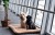 TORPOL_PETS_Pet_Pad_Photo (5).JPG