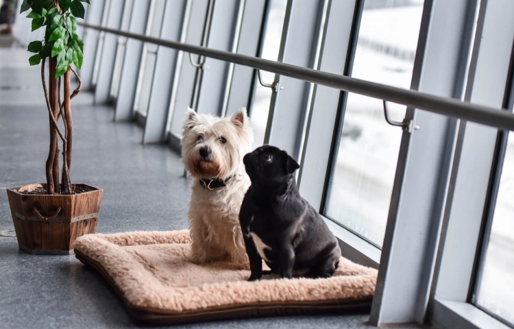 TORPOL_PETS_Pet_Pad_Photo (5).JPG