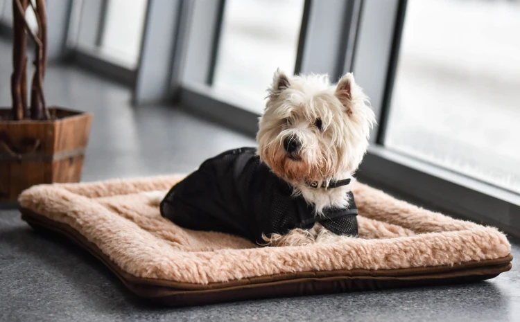 TORPOL_PETS_Pet_Pad_Photo (2).JPG