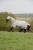 derka-siatkowa-Bucas-Freedom-Fly-Sheet-srebrna-434.jpg