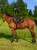TH15HSAP934-004_04.jpg