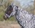 maska-dla-konia-przeciw-owadom-zebra-5111ze_3.jpg