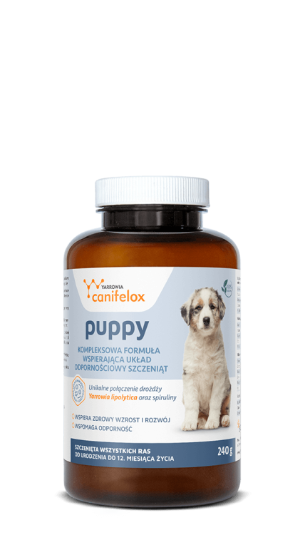 sk_puppy.png