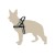 dingo finskie 2.jpg