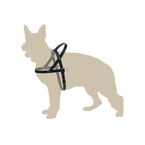 dingo finskie 2.jpg
