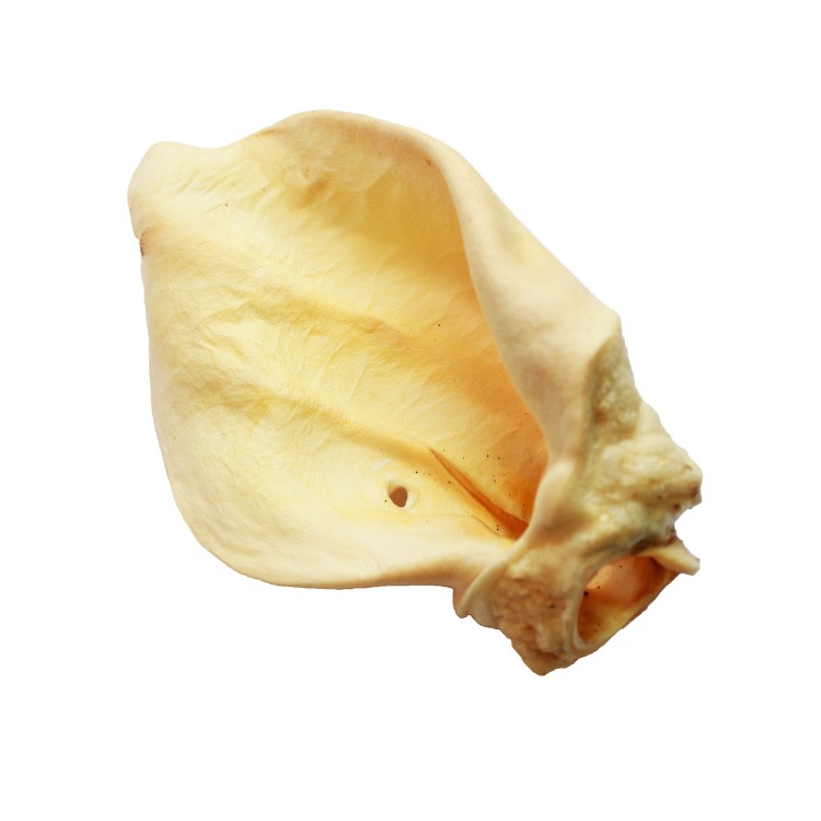 ucho-wolowe-duze-bialeg.jpg
