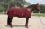 derka_YORK_Terrone_bordowa_49464_0.jpg