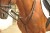 wodze Tied. HKM.jpg