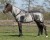 derka-egzemowa-QHP-Comfort-szara-6086gs_17.jpg