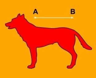 peleryna dingo 3.jpg